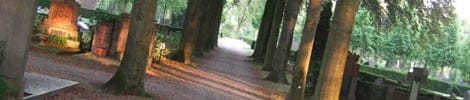 Waldweg mit Bäumen und warmem Licht zwischen den Stämmen